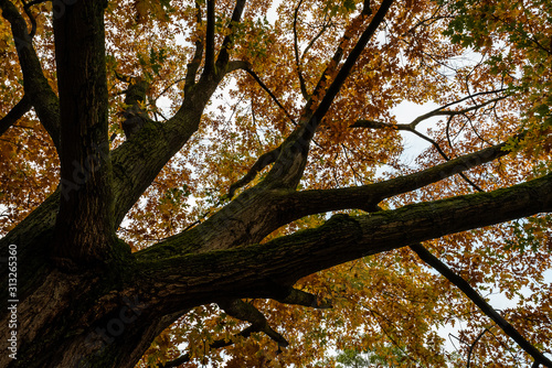 huge tree with big trunk and big branches and colorful leaves