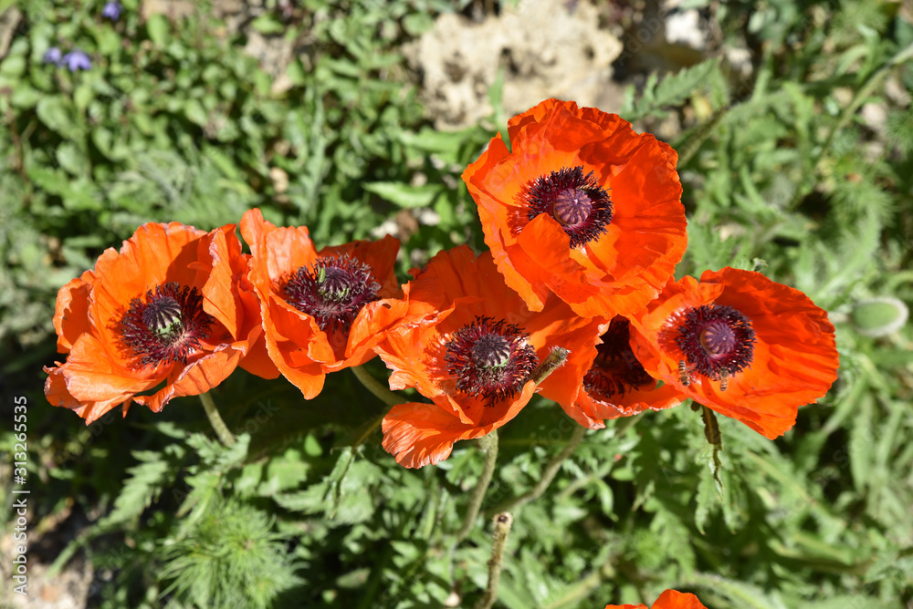 Pavot d'Orient rouge au printemps