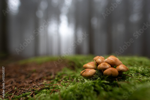 many mushrooms growing on the forest floor with moss around and trees in the back