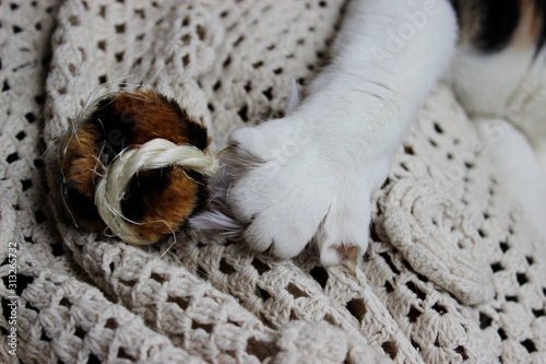 Beautiful tabby cat trying to reach the toy