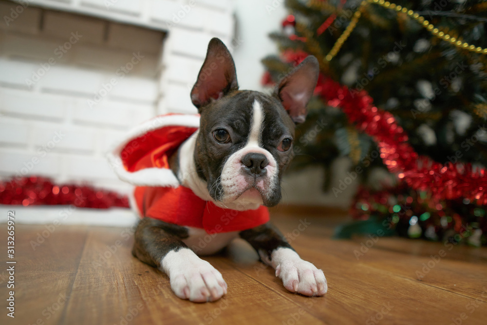 A young male Boston Terrier wearing on santa claus costume.