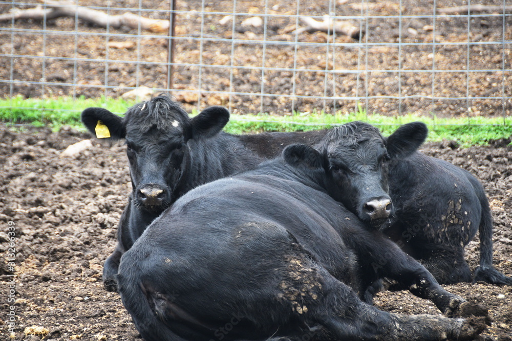 Fototapeta premium Cattle Resting
