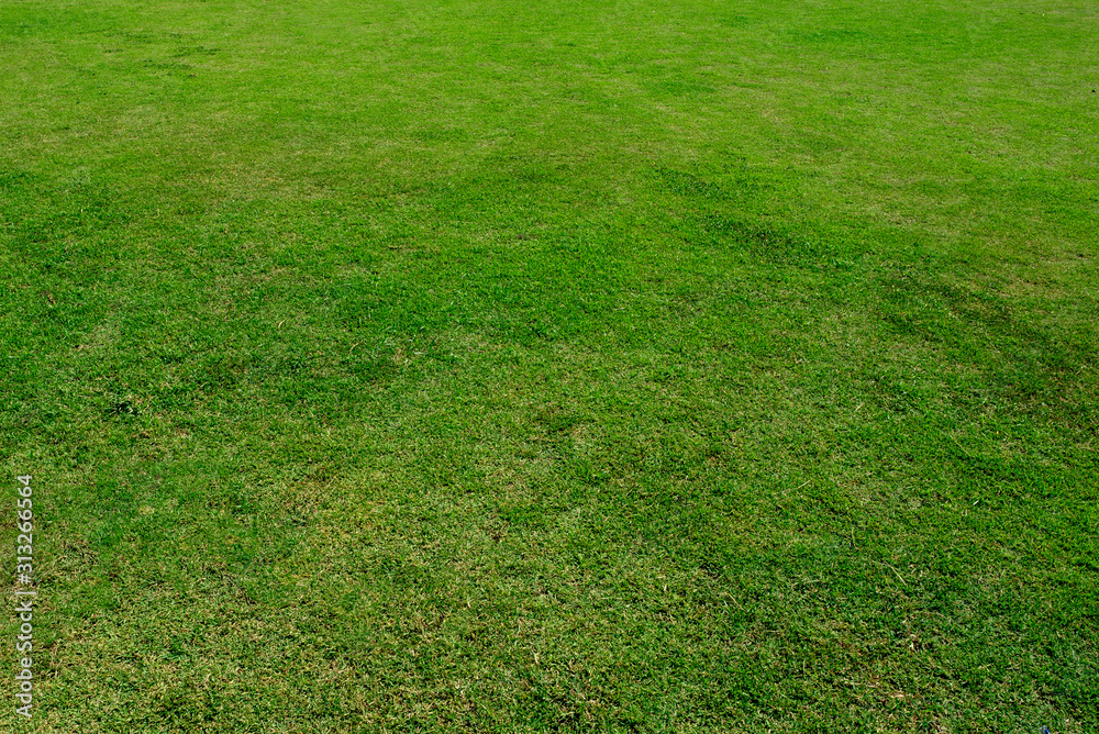Green grass texture background, Green lawn, Backyard for background, Grass texture, Park lawn texture. - obrazy, fototapety, plakaty 