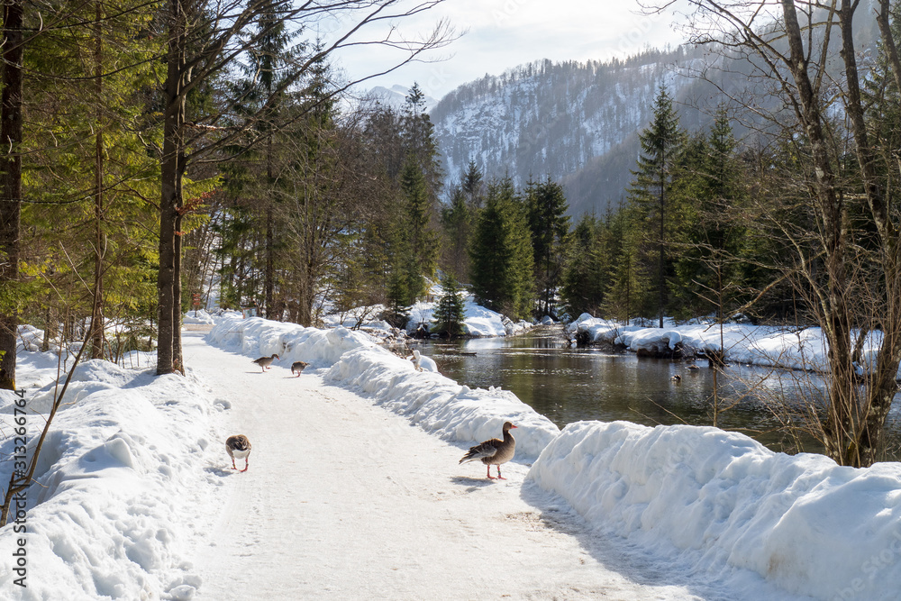 Greylag geese participating in the studies of the Konrad Lorenz Forschungsstelle (KLF) walking on a trail along the Alm river near Grünau, OÖ, Austria Greylag geese participating in the studies of the Konrad Lorenz Forschungsstelle (KLF) walking on a trail along the Alm river near Grünau, OÖ, Austria