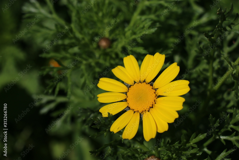 A very beautiful flower