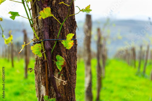 Fototapeta Naklejka Na Ścianę i Meble -  Txakoli vines, Pagoeta Natural Park, Gipuzkoa, Basque Country, Spain, Europe