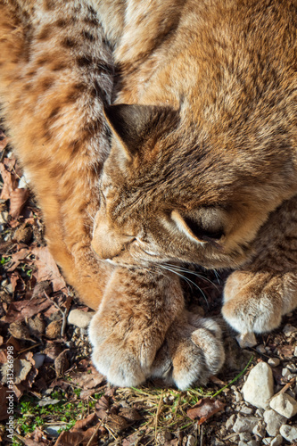 Photography High angle view of an Eurasian lynx enjoying the warm sun rays on a cold winter