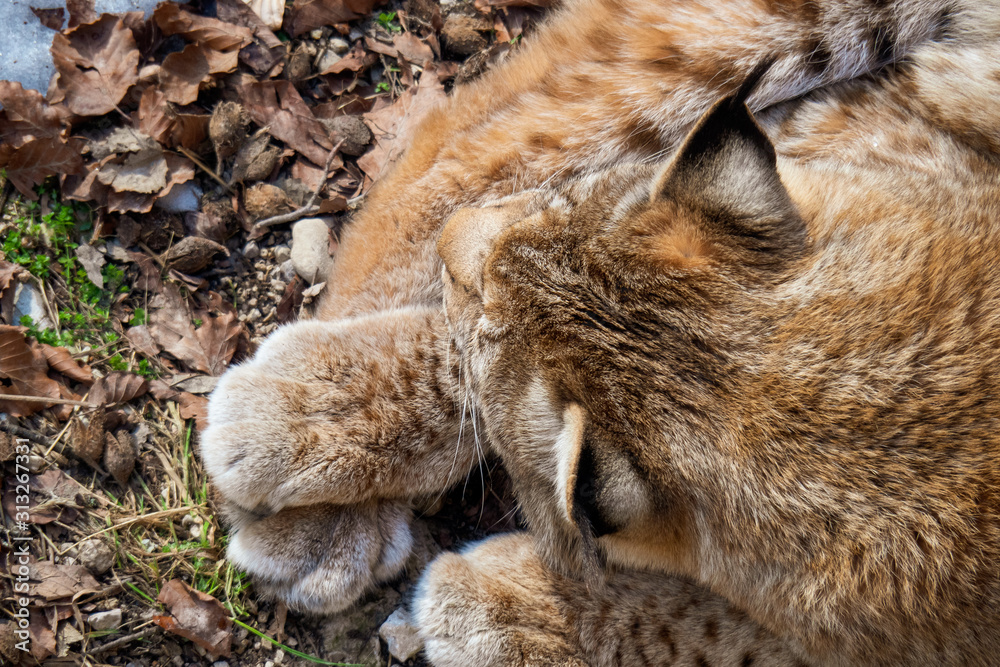 High angle view of an Eurasian lynx enjoying the warm sun rays on a cold winter day somewhere in the wilderness of the Austrian alps High angle view of an Eurasian lynx enjoying the warm sun rays on a cold winter day somewhere in the wilderness of the Austrian alps