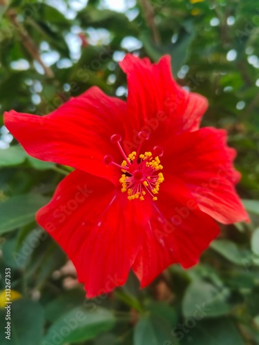 red flower in garden © AMALS