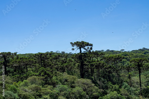 Aparados da Serra