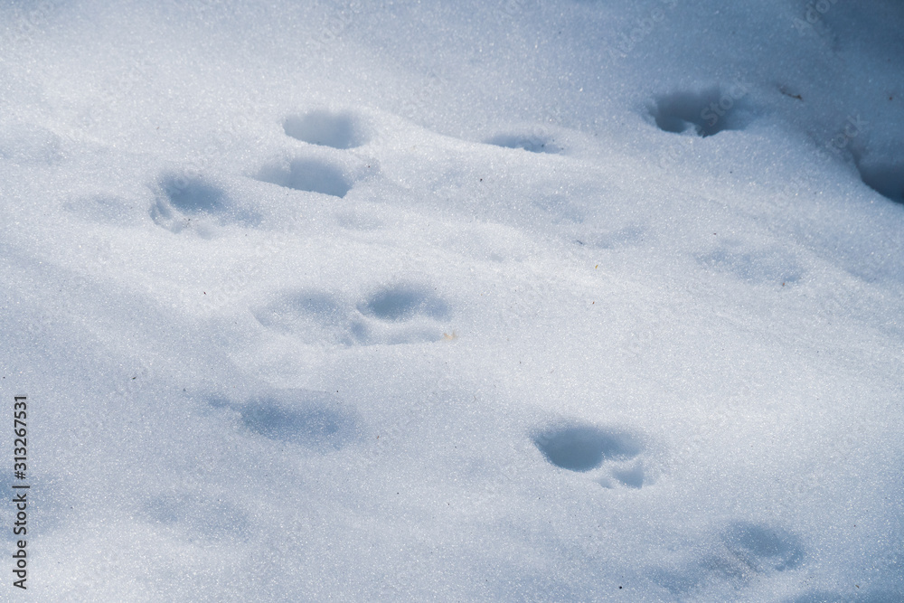 Tracks of a wild lynx in the deep snow in the wilderness of the Austrian alpine region Tracks of a wild lynx in the deep snow in the wilderness of the Austrian alpine region