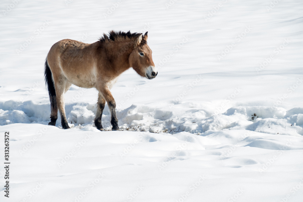 Przewalski's horse (Equus ferus przewalskii) walking lonely through the deep snow during winter time Przewalski's horse (Equus ferus przewalskii) walking lonely through the deep snow during winter time