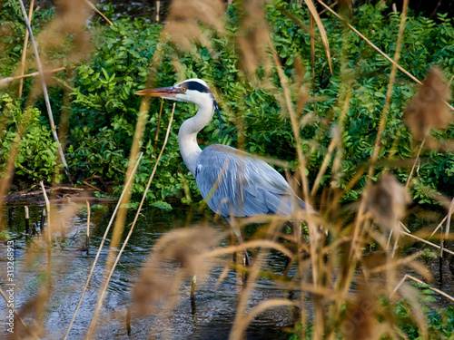 Canvastavla Grey heron (Ardea cinerea) in the ravine of “Carraixet”, Alboraya, Spain