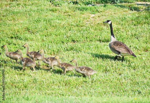 Mother Goose and Goslings