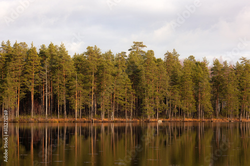 lakeside with pine trees