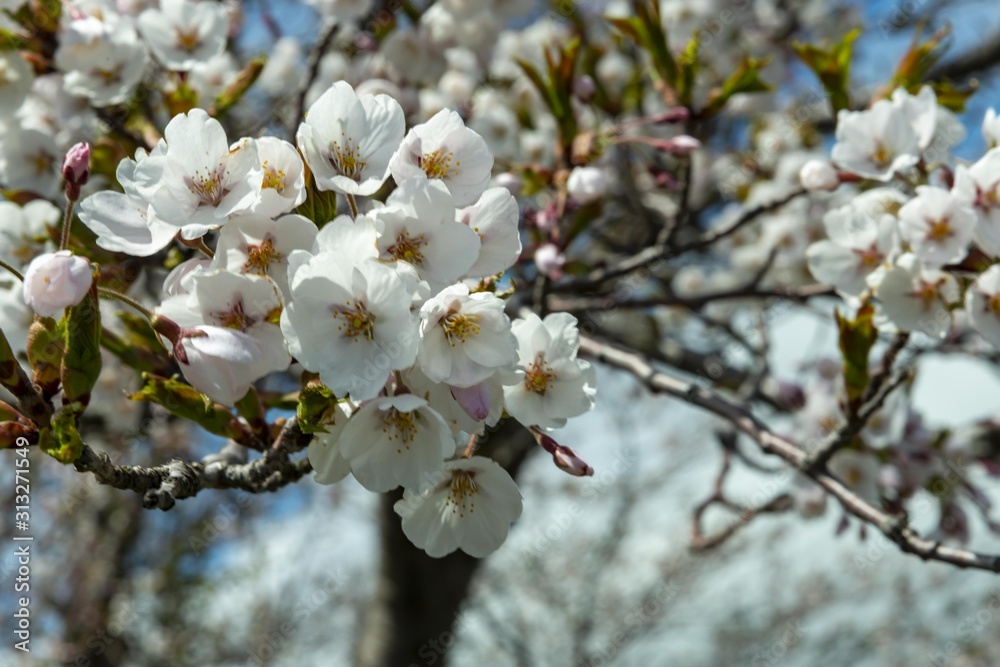北海道の春に咲く美しい桜の花 Stock Photo Adobe Stock 北海道の春に咲く美しい桜の花 Stock Photo Adobe Stock