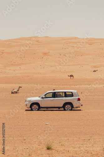car in dessert with camel side view