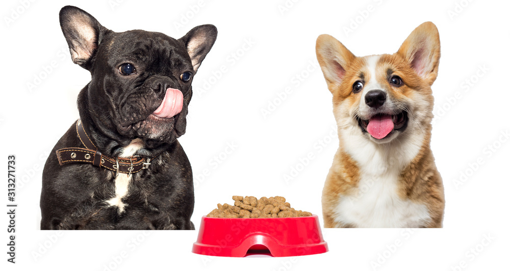 dog licks wants to eat dry food dog licks wants to eat dry food