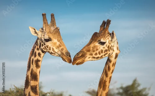 Fototapeta samoprzylepna two giraffes in nature