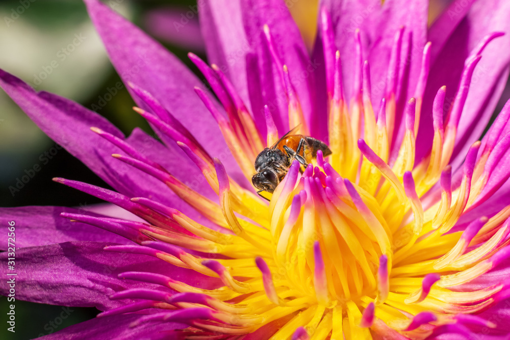 Bee on beautiful purple Lotus Flower in pond in the morning. Bee on beautiful purple Lotus Flower in pond in the morning.