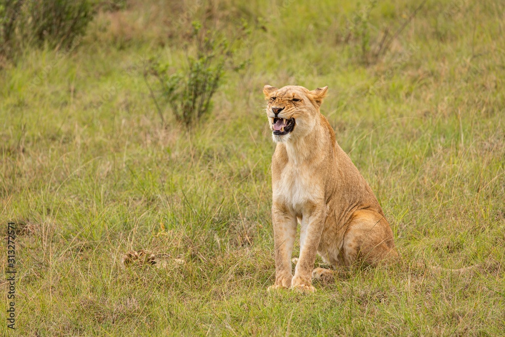 Beautiful Lioness in the wild showing her teeth Beautiful Lioness in the wild showing her teeth