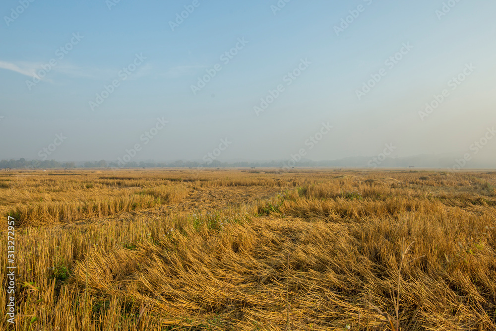 View of rice fields after harvest with the sky on morning in Thailand.