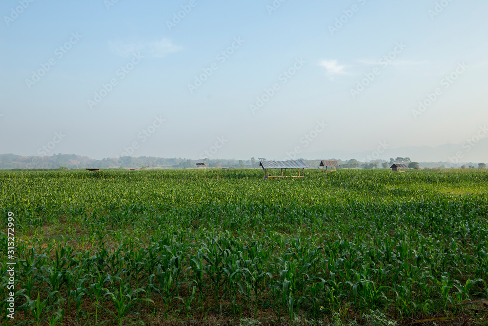 Obraz premium Green Corn fields in the mist.