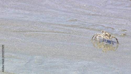 Small crab run on Thailand beach photo