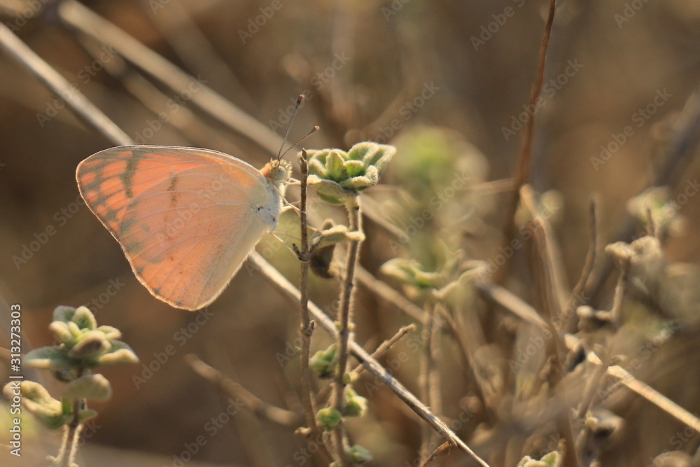 Beautiful butterfly in nature