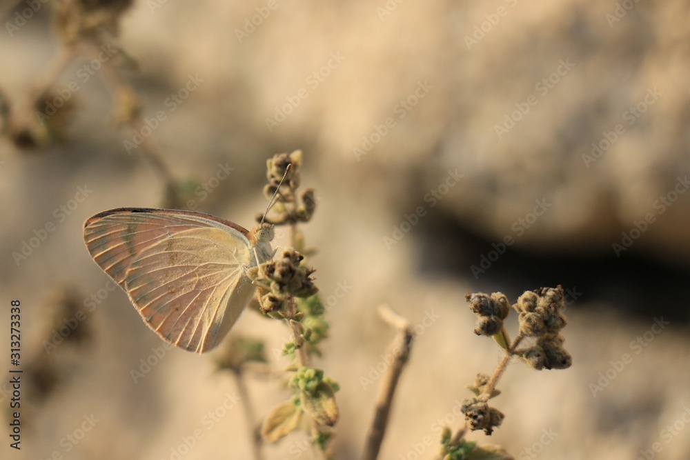 Beautiful butterfly in nature