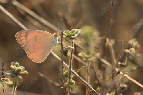 Obraz na płótnie Beautiful butterfly in nature w salonie