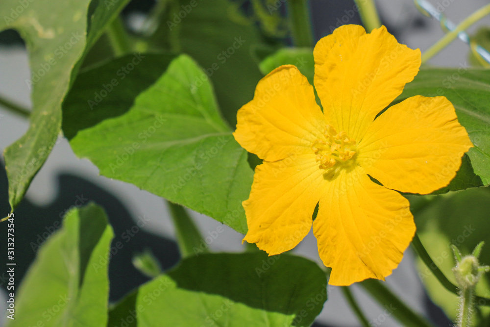 A very beautiful flower