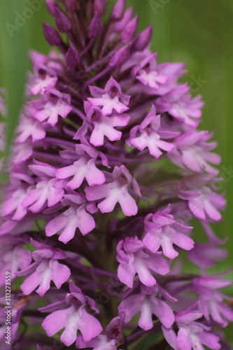 Orchidée pyramidale