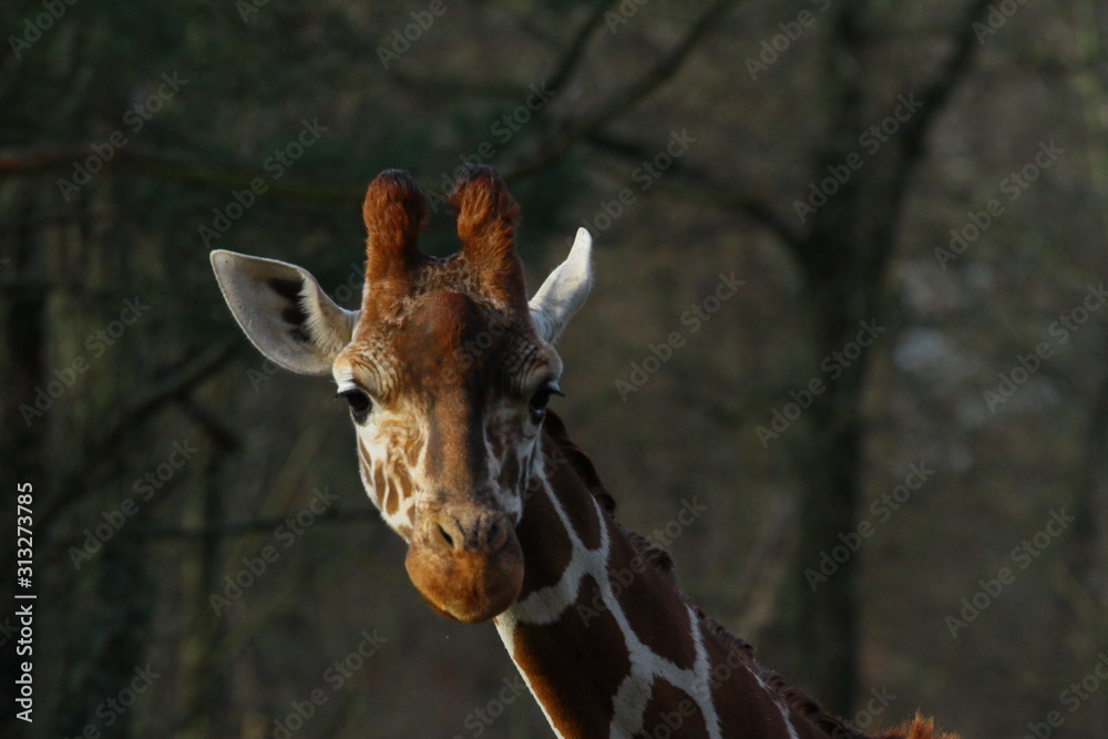 Obraz premium giraffe