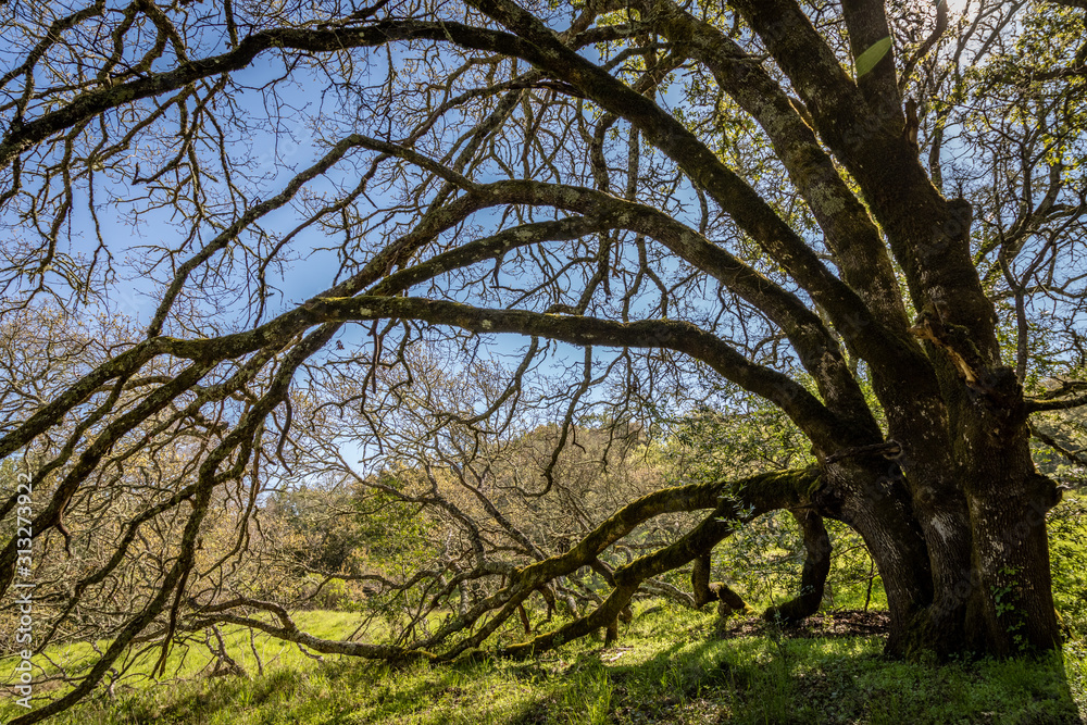 Branches from an oak tree with three trunks hang over with some touching the fresh green grass at Sugarloaf Ridge State Park Branches from an oak tree with three trunks hang over with some touching the fresh green grass at Sugarloaf Ridge State Park