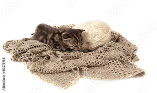 Grey striped Scottish Fold kitten on a tangle of white wool