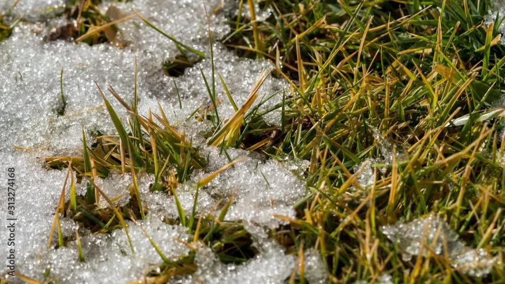 Snow melting in grass in time lapse on sunny day from the heat of a warm winter day. Snow melting in grass in time lapse on sunny day from the heat of a warm winter day.
