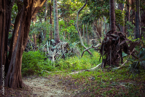 Bijilo National Park. Jungle in Gambia West Africa. photo