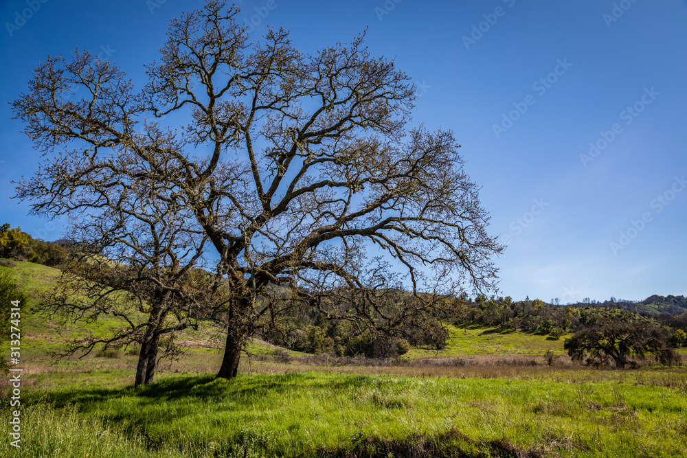 Three large oak trees with bare branches sit in a green grassy field with perfect blue skies at Sugarloaf Ridge State Park