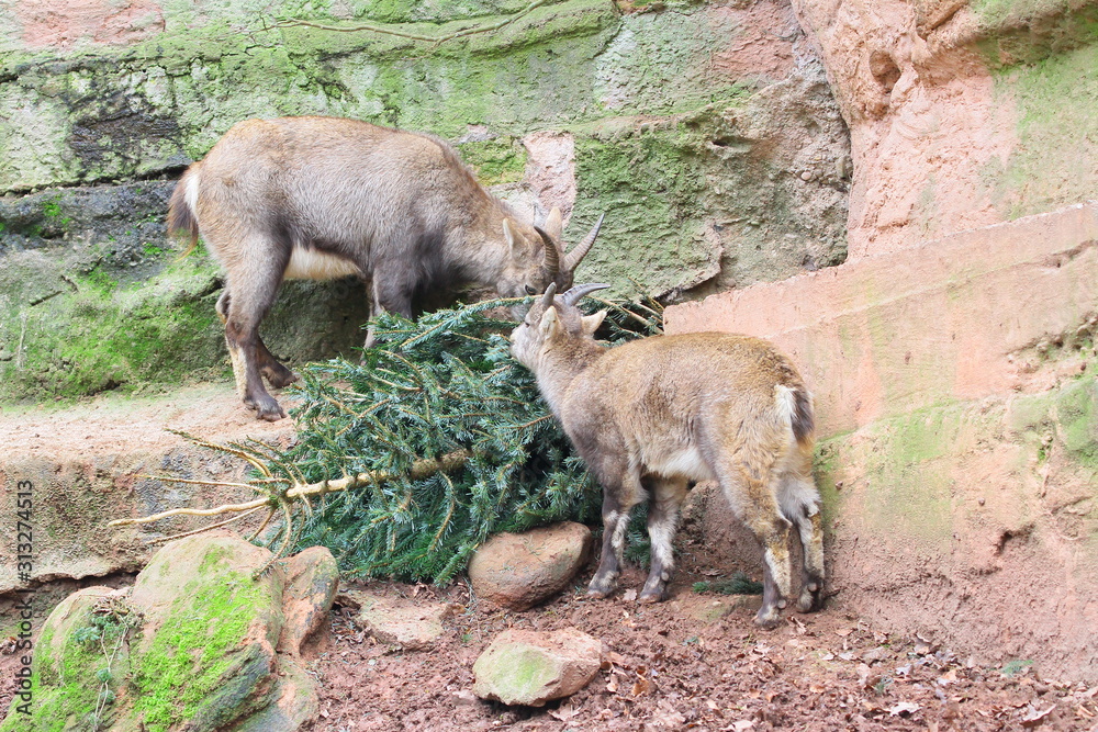 alpensteinbock alpensteinbock