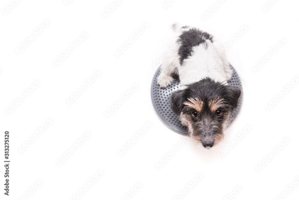 Fototapeta premium Small dog on balance pad in front of white background. Cute Jack Russell Terrier doggie, 3 years old, hair style rough is looking up.