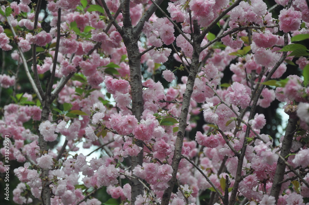 blooming sakura in spring
