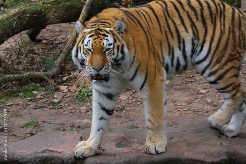 tiger