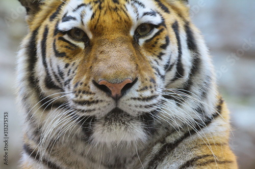 tiger © Hubert