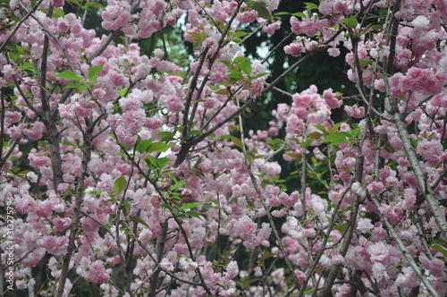blooming sakura in spring