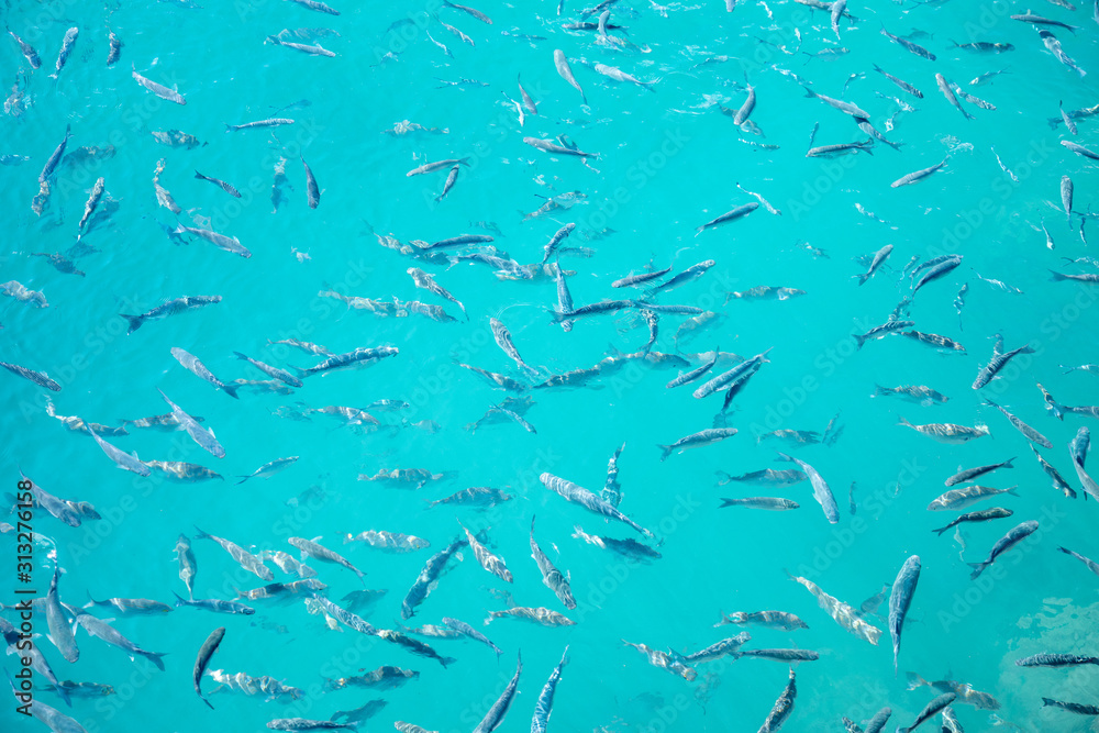 Clear surface Shoal of fish in seawater - Larg group of fishes swimming in the sea - surface reflection water shoal wide angle view background azure aquamarine tuorquoise blue ozean Clear surface Shoal of fish in seawater - Larg group of fishes swimming in the sea - surface reflection water shoal wide angle view background azure aquamarine tuorquoise blue ozean