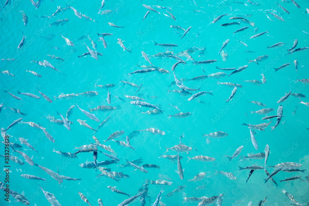 Clear surface Shoal of fish in seawater - Larg group of fishes swimming in the sea - surface reflection water shoal wide angle view background azure aquamarine tuorquoise blue ozean