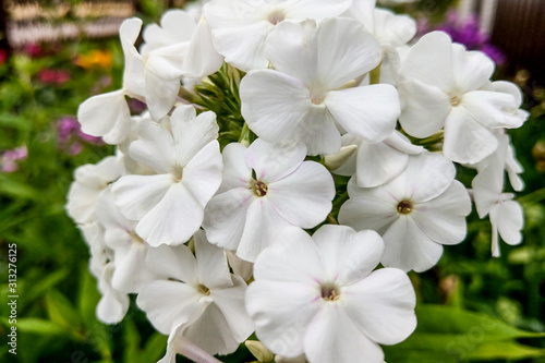 white phlox flowers on a black background, nature. © Dzmitry