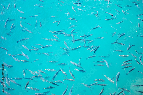 Clear surface Shoal of fish in seawater - Larg group of fishes swimming in the sea - surface reflection water shoal wide angle view background azure aquamarine tuorquoise blue ozean
