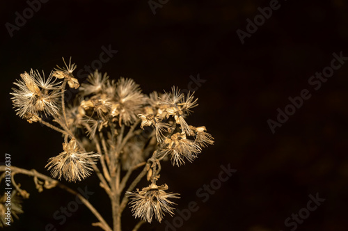 dried and withered
